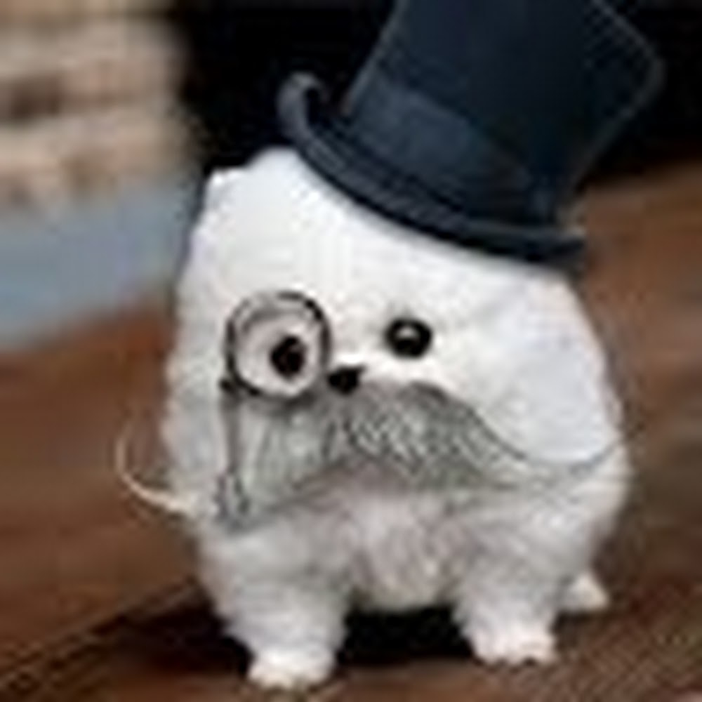 Meet your Posher, Tzipora